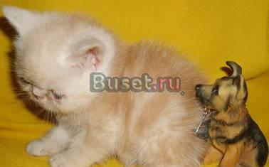 Экзотические короткошерстные котята Челябинск