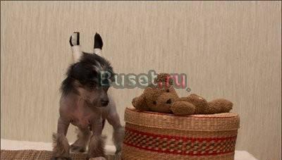 Щенки китайской хохлатой собаки Москва