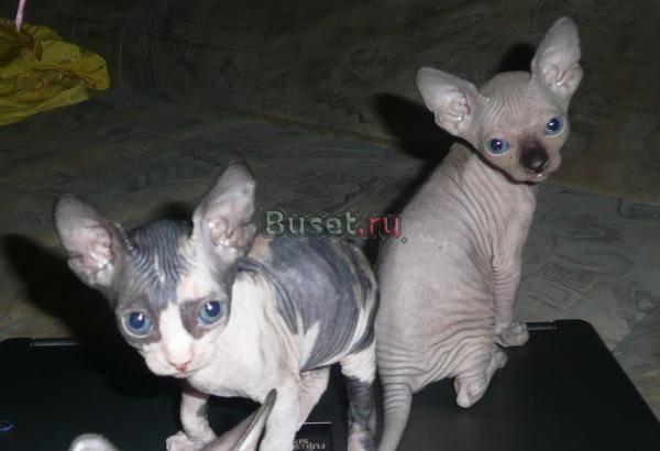 Котята колорные и колороносители Нижний Новгород