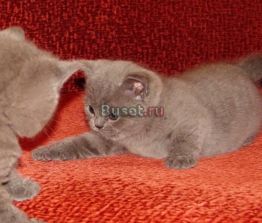 Шотландские вислоухие фолд и страйт Санкт-Петербург