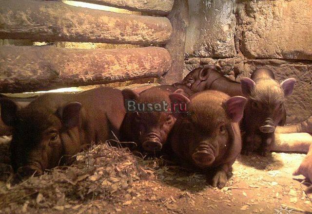 Поросята вьетнамской вислобрюхой породы Старый Оскол