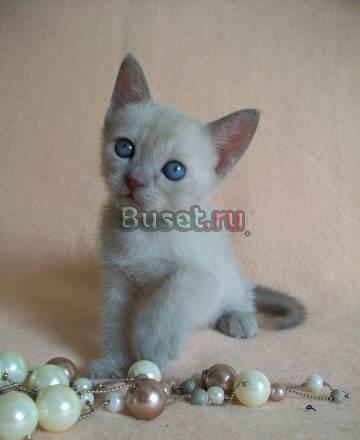 Котенок породы бурма для замечательных хозяев Москва