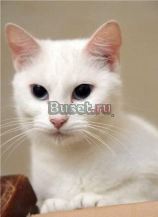 Белая молодая кошка ищет дом Санкт-Петербург