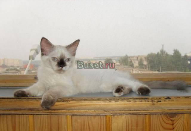 Продается кошечка невская маскарадная Белгород