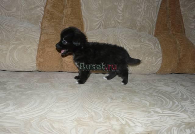 Длинношерстные девочки чихуахуа Саратов