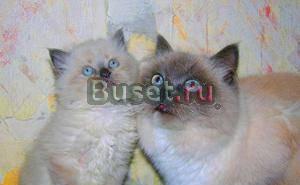 Котята породы рэгдолл ( Кошка Кукла) Москва