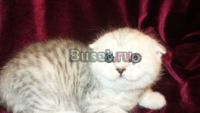 Котята  окрас вискас (сильвер-табби) и др Москва