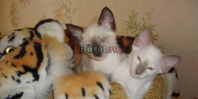 Котики Петербургского Сфинкса ( вариация) Санкт-Петербург