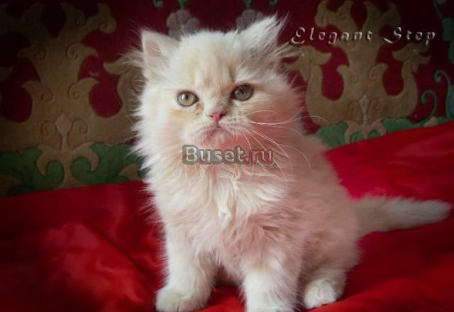 Персидский котенок, мальчик Москва