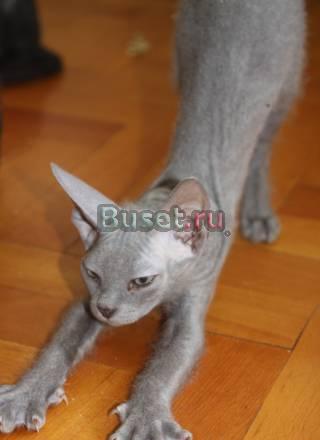 Котята Донского Сфинкса Санкт-Петербург