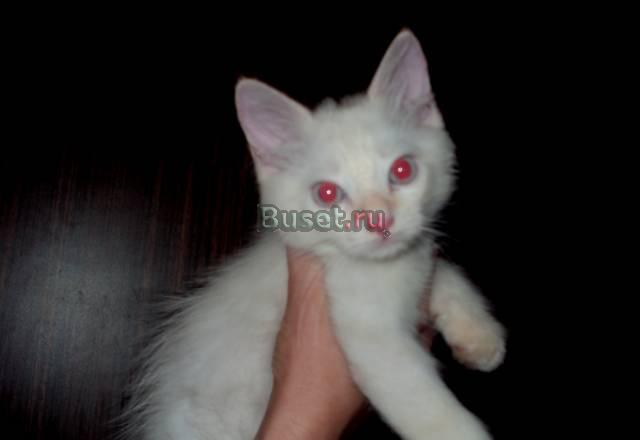 Котенок от тайской кошки Москва