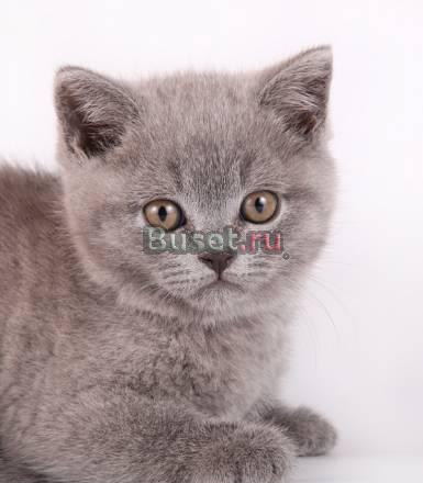 Голубая британская кошечка Москва