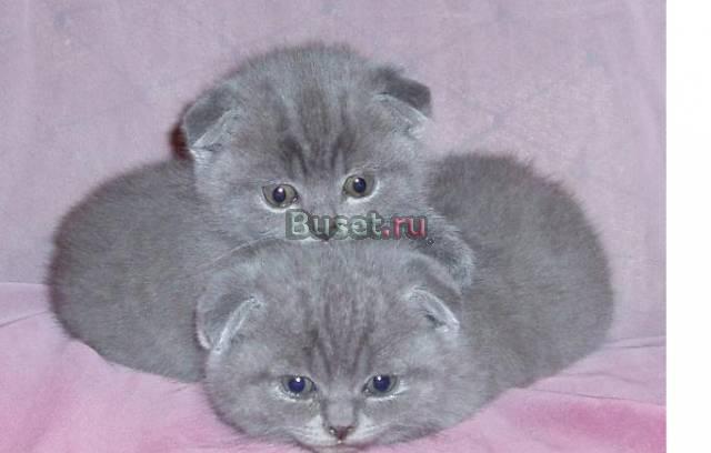 Шотландские вислоухие котята Москва