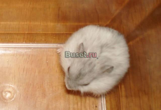 Хомяк джунгарик окраса жемчуг Москва