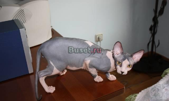 Канадский кот с огромными ушами Москва