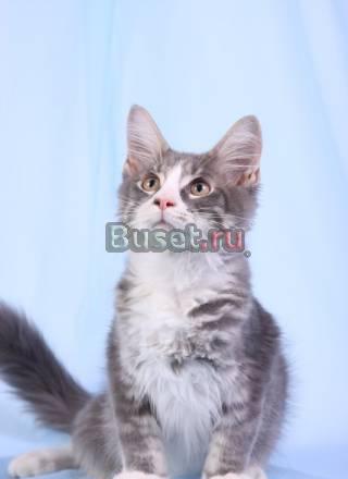 Продаем двух замечательных котиков проды мейн кун Москва