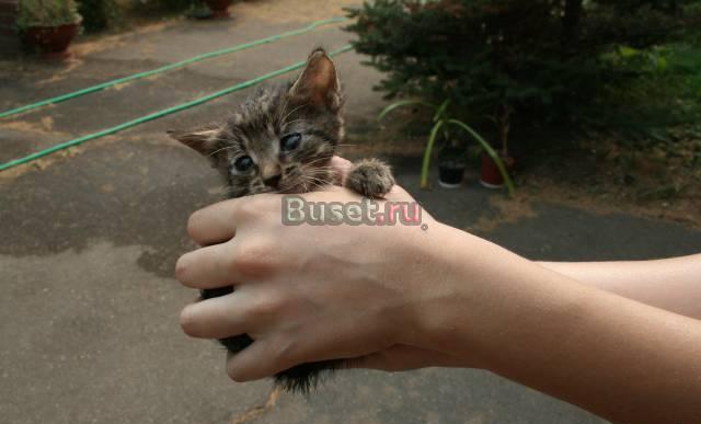 Отдам котёнка в добрые руки Москва