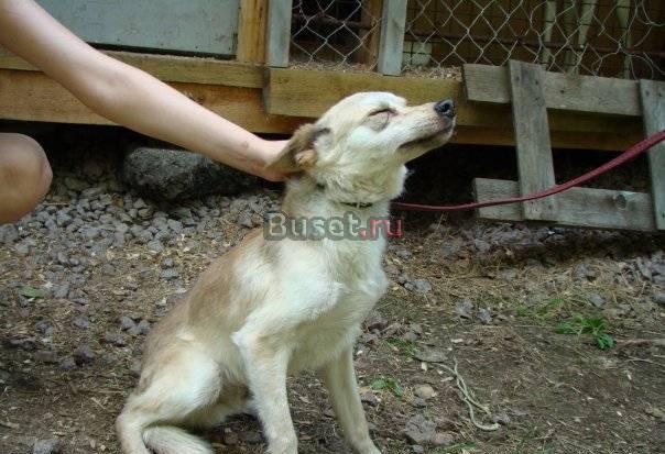 Приятный Шарлот хочет домой Санкт-Петербург