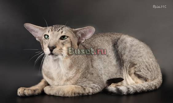 Ориентальные и сиамские котята Москва