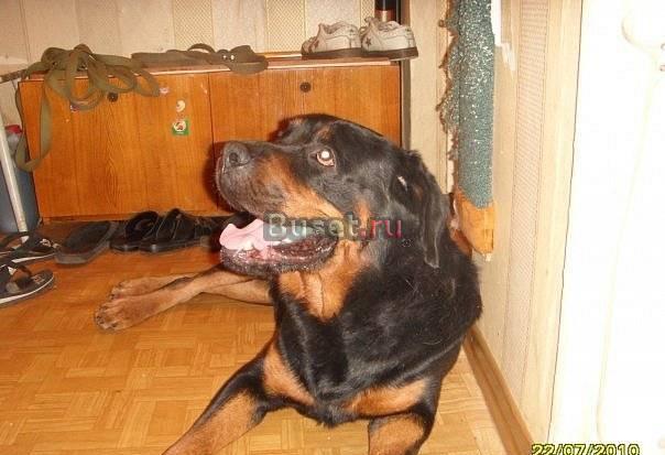 Ротвейлер Славик хочет домой Санкт-Петербург