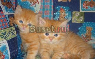 Рыжие полуперсидские котята Москва