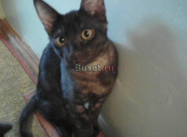Два замечательных котика в добрые руки Воронеж