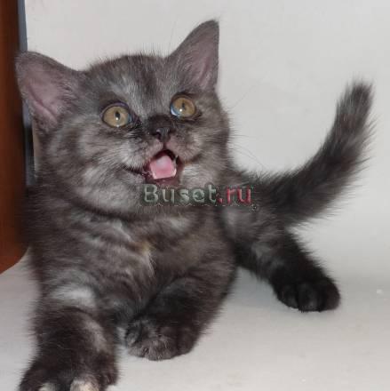 Чудесная кошечка, скоттиш-страйт Санкт-Петербург