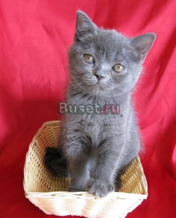 Продам шотландскую прямоухую кошечку Москва