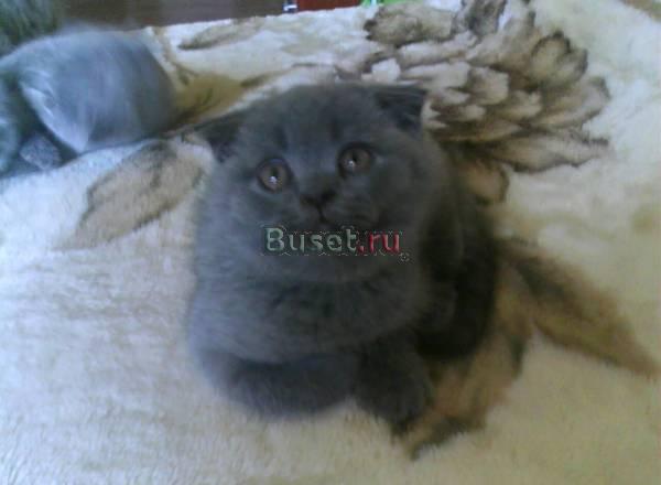 Вислоухие шотландцы Калининград