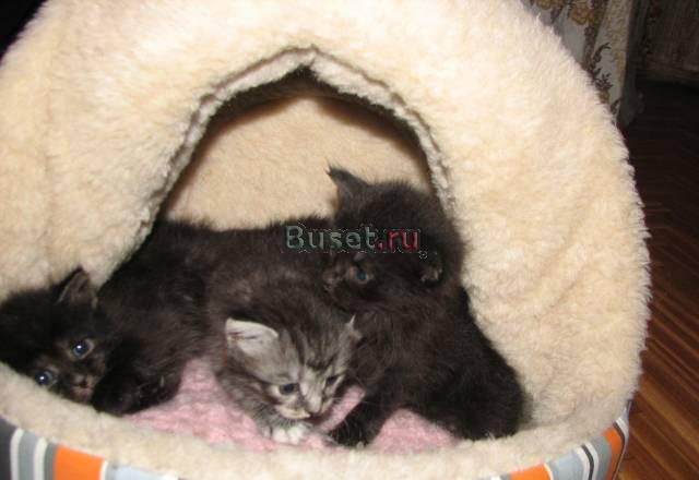 Отдадим в добрые руки Москва