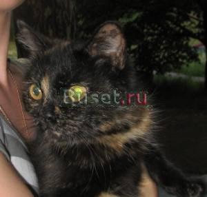 Красивая кошечка очень ждет хозяина Нижний Новгород