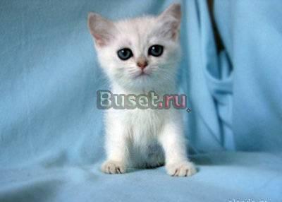Котята серебристые шиншиллы  - британцы Москва