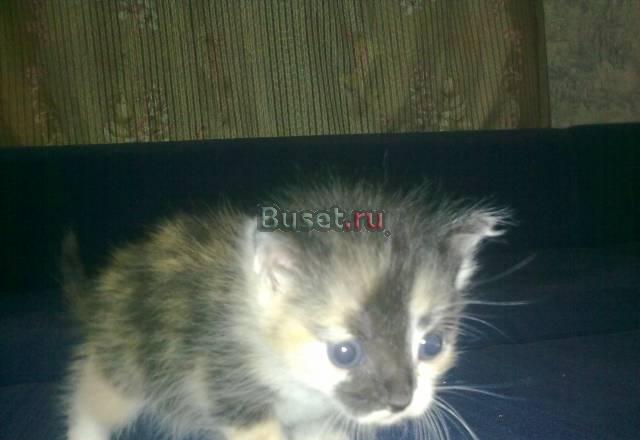 Возмите котенка Санкт-Петербург