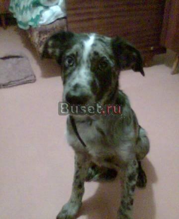 Пропала собака Санкт-Петербург