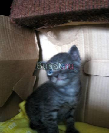 Британские котятки даром Красноярск