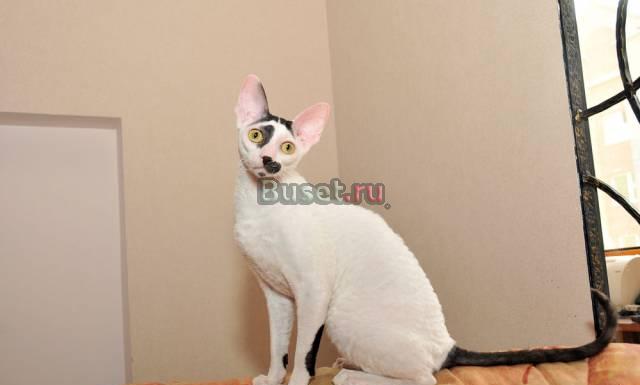 Корниш Рексы питомника TintagilxRUS Смоленск