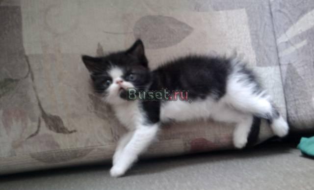 Продаются экзотические короткошерстные котята Москва