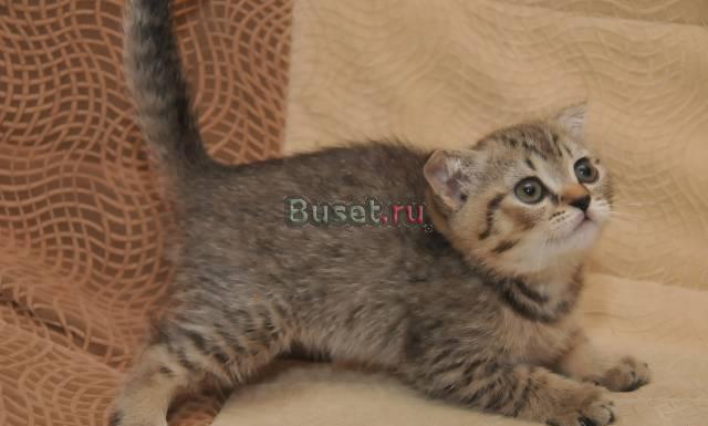 Шотландские вислоухие Челябинск