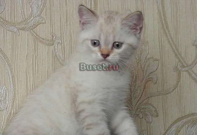 Кошки-матрешки и котики-бегемотики Москва