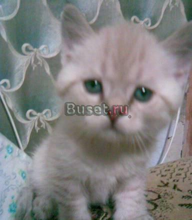 Британский котёнок.Синеглазый.Не дорого Самара