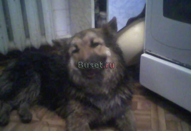 Отдам Владивосток