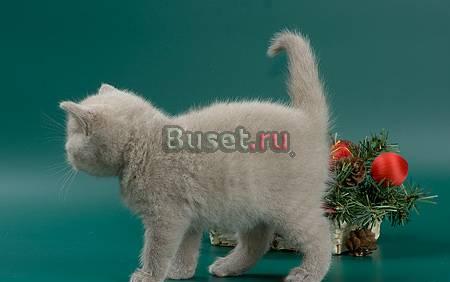Шотландские котята Москва