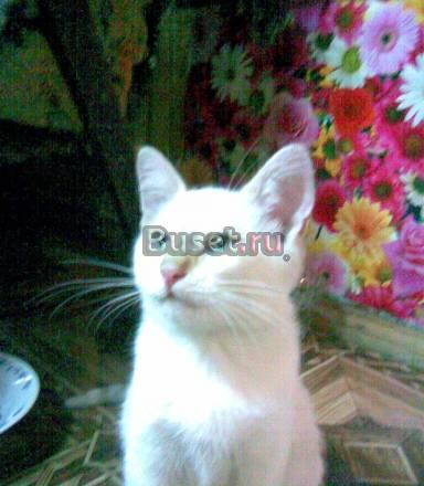 Белые котята почти даром Самара