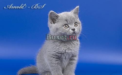 Британские котята голубые и лиловые Москва
