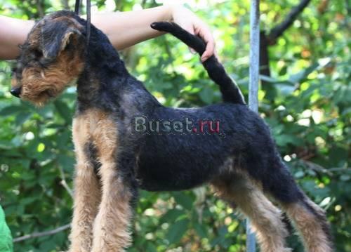 Щенки Эрдельтерьера Саратов