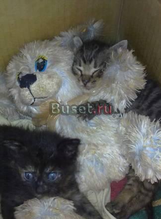 Котята в добрые руки Пермь