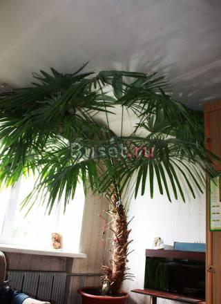 Продам веерную пальму Омск