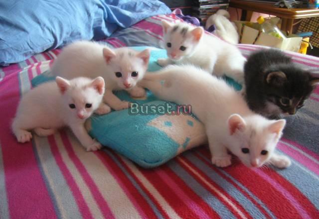 Котята ищют новый дом Москва