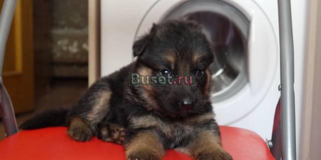 Продаю щенков Немецной овчарки Краснодар