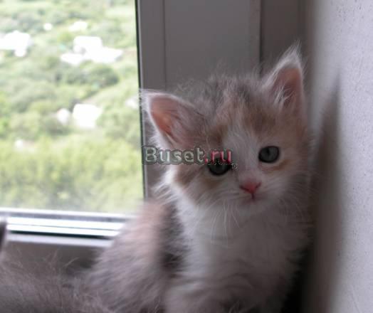 Котенок(отдамся в хорошие руки) Москва